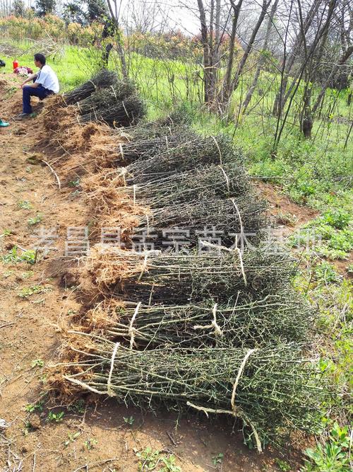 枳壳苗枸桔苗 铁篱笆 铁篱寨苗 果园防护用苗 适应性强 耐低温