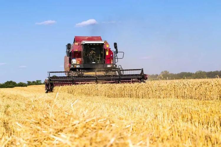 黄熟收,干熟丢,小麦最佳收割时期是什么时候?