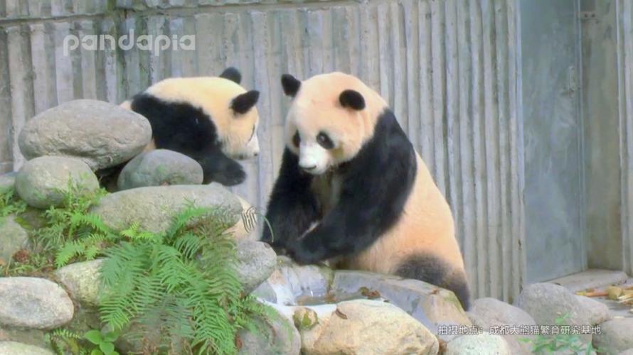做为一个合格的熊孩子,你一定要学会"皮"!_大熊猫