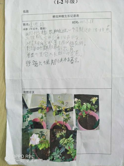 暑假作业榜:月季花的生长介绍,月季花原产于中国,栽培