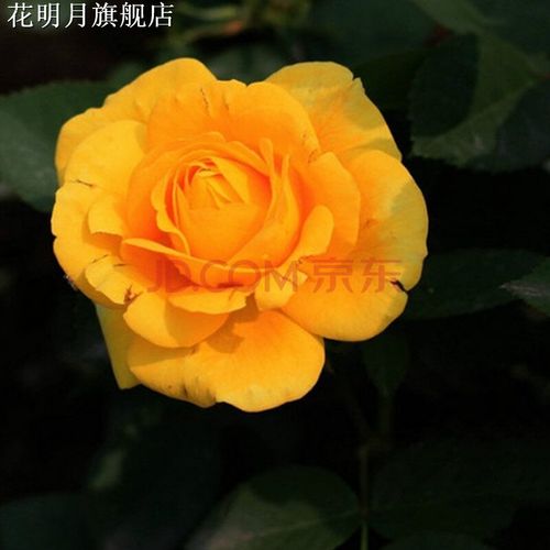 品种月季 庭院阳台盆栽开花植物 大花香水月季 月季花