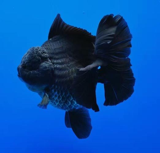 购客金鱼花色百皱裙f1泰狮_易购客