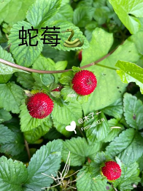 蛇莓和野草莓的区别(高清图文详解)91_野草莓_草莓