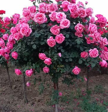 8公分高杆月季月季树树状月季月季基地南阳月季
