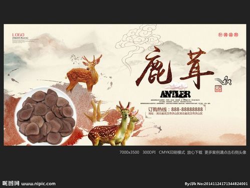 鹿茸 鹿茸海报 鹿茸展板 鹿茸草药 鹿茸药材 鹿茸名贵