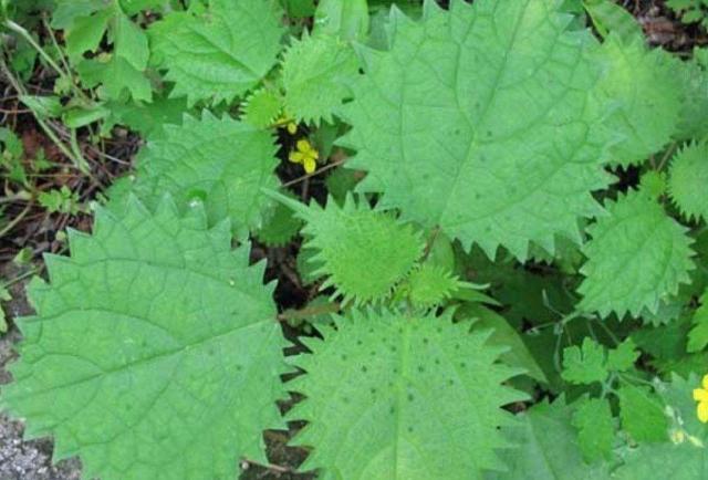 这植物叫大蝎子草,人见了躲着走,却不知道用处多