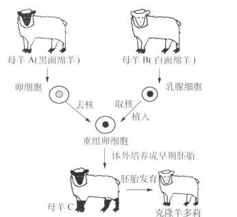 活动 讨论克隆羊多莉的涎生目的:了解克隆羊诞生的主要过程.指导:1.