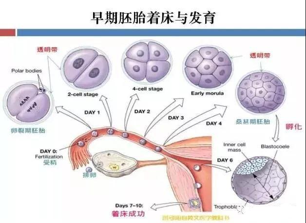 胚胎发育进程图解