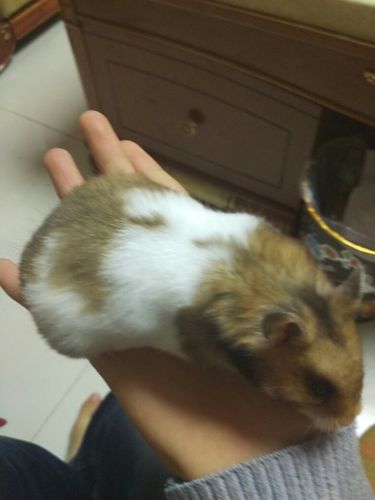 不知道我家养的虎纹熊有没有怀孕,已经5个月了