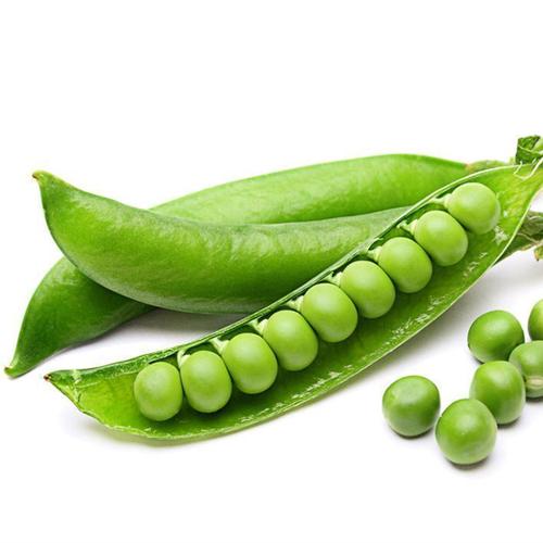 荷兰四棱豆种种子豆子春秋大田高产四季阳台家庭园艺种子