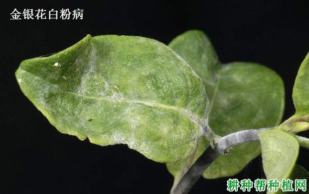 白粉病为金银花的主要病害.为害叶片和嫩茎.