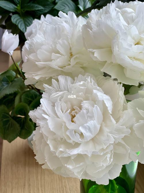 奶油碗芍药_奶油_芍药_鲜花_点缀生活的鲜花_家居家装
