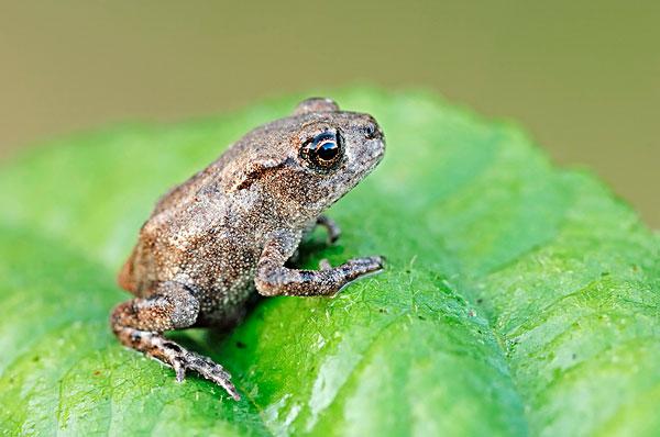 蟆,黄蛤蟆,油哈蟆,红肚田鸡,医药界又称"田鸡",是我国的重要经济蛙类