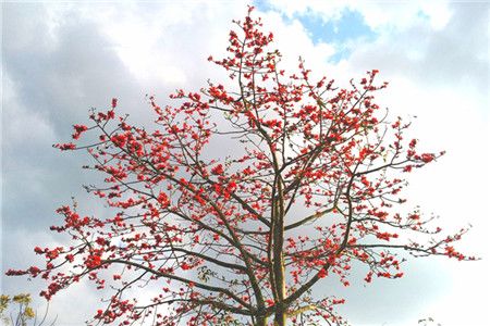 木棉是什么木棉花图片