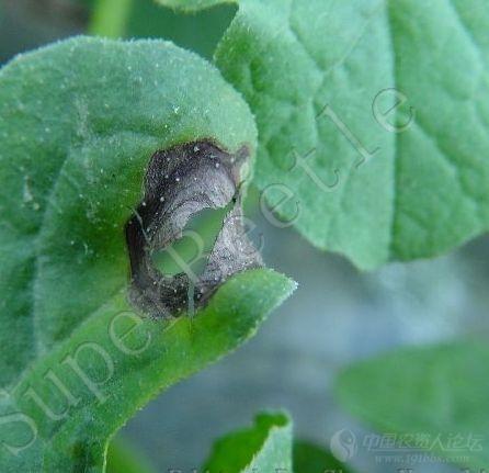 6种农药对西瓜炭疽病的疗效试验