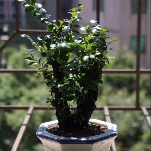黑骨茶怎么养?