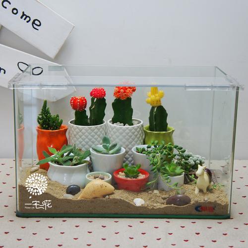 沙漠风情多肉盆栽多肉植物创意diy鱼缸礼品防辐射一宅一花