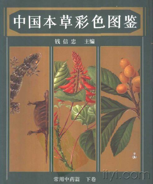 中国本草彩色图鉴中药篇pdf格式(1996)钱信忠等(原创)