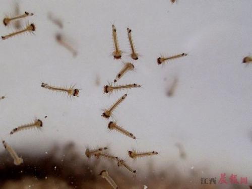 怎样能有效杀死孑孓