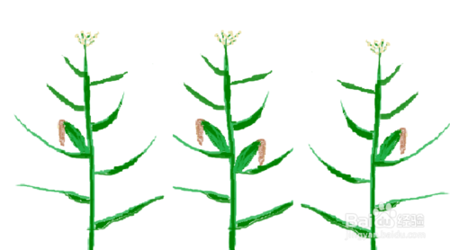 玉米的简笔画法