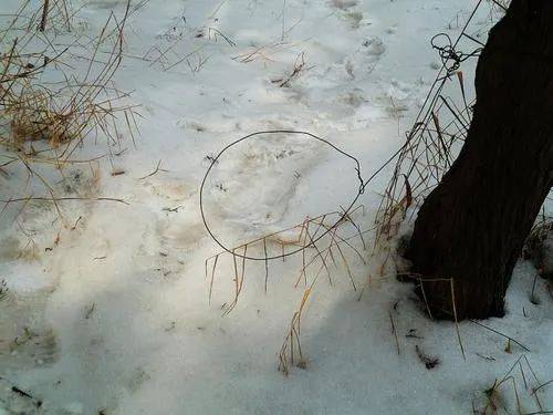 每到冬天,常常记得,父亲会在一只十几瓦光亮的灯泡下制作铁丝套的样子