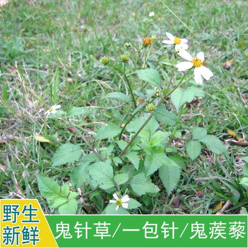 现采新货新鲜野生中药材一包针鬼针草婆婆针三叶鬼针500g