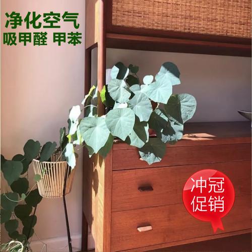 招财龟绿藤山乌龟金不换盆景景云多肉办公室小盆绿植