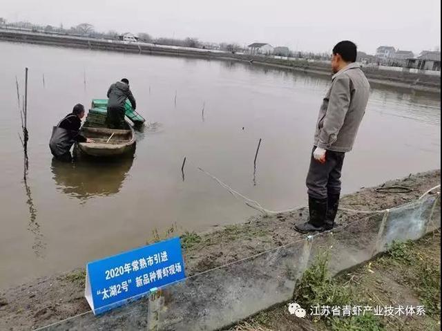 江苏苏州推广示范基地引进新品种青虾"太湖2号"种虾