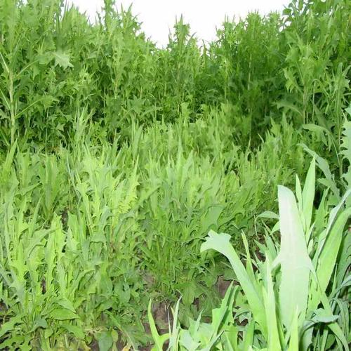 苦荬菜种子苦买菜苦麻菜苦卖菜 阔叶高产牧草植物种子