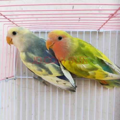 由子桃面牡丹鹦鹉黄桃绿桃宠物活体特色牡丹半毛雏鸟