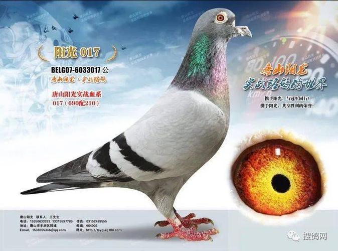 好鸽打卡 | "阳光017"-唐山阳光鸽业