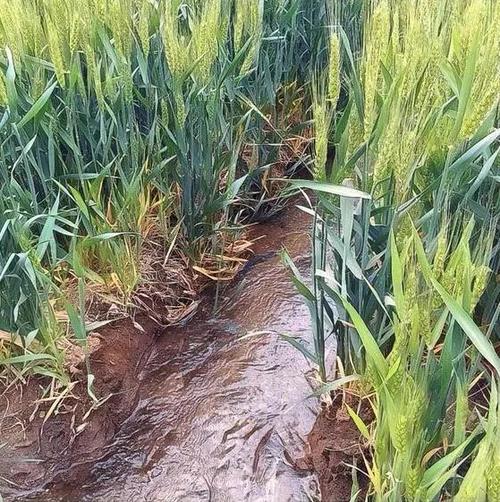 小麦灌浆期做好六点,高产稳产不用愁