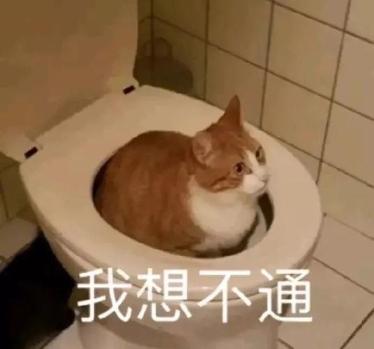 表情|猫猫表情包萌翻了