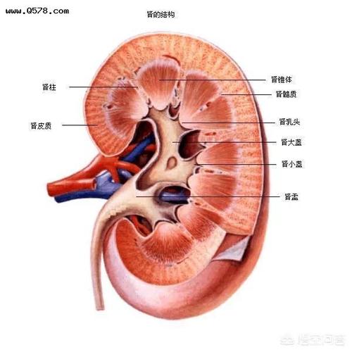 做四维,胎儿双肾肾盂分离,是怎么回事?严重吗?