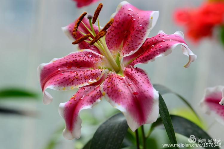 又开了一朵百合花