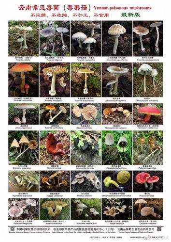 眼花缭乱的野生毒蘑菇,一不小心就中招〒▽〒