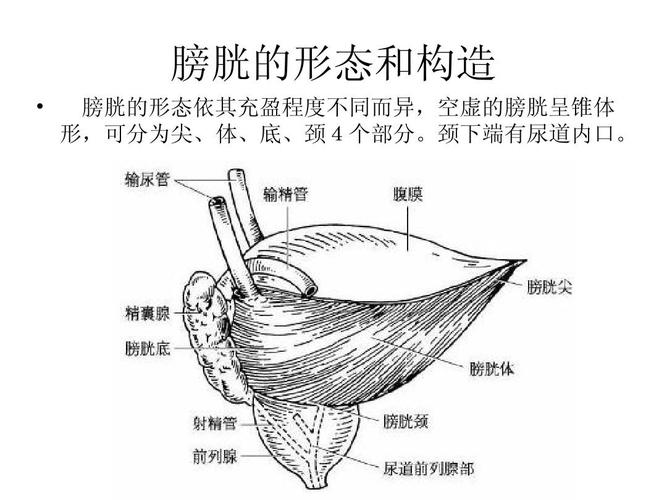 肾输尿管膀胱等解剖结构ppt