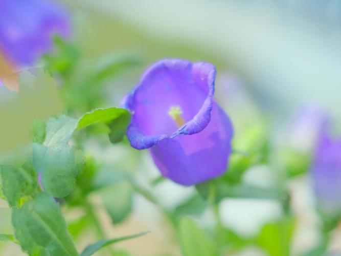 小清新风铃花