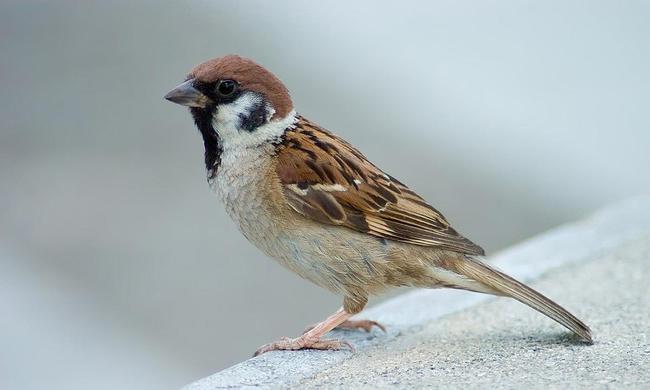 随处可见的麻雀竟然都是"进口的",我国本地麻雀去哪了
