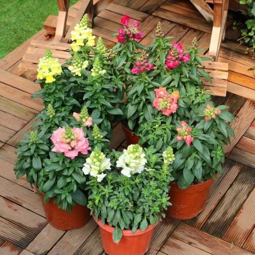 金鱼花盆栽花苗 室外庭院花园植物花卉狮子花金鱼草花苗 带花发货