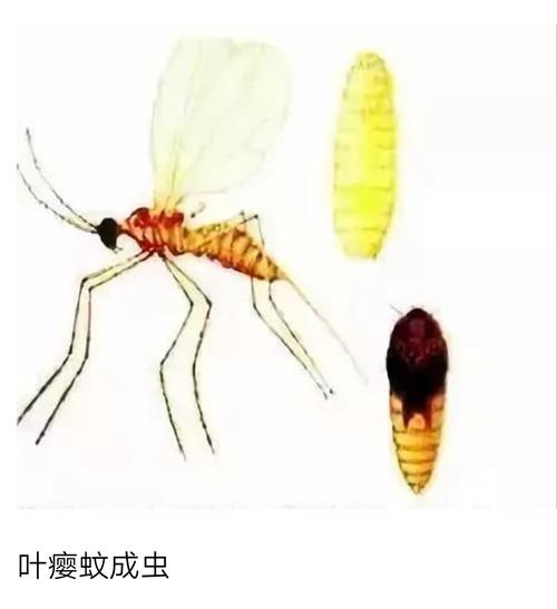 不过与蚊子区分也比较简单,叶瘿蚊外观呈草黄色,而我们常见
