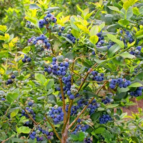 蓝莓苗蓝莓树果苗特大阳台盆栽室外带土新品种南北方种植当年结果