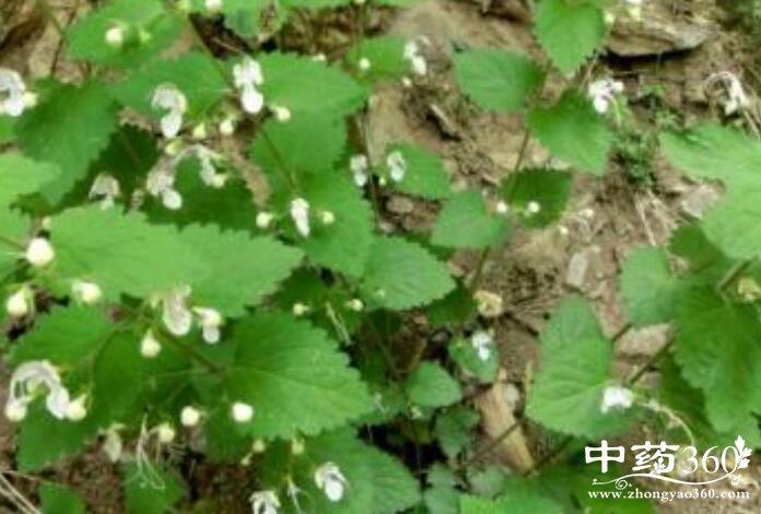 春末,夏初采收. 【原形态】多年生直立草本,高约80～100厘米.