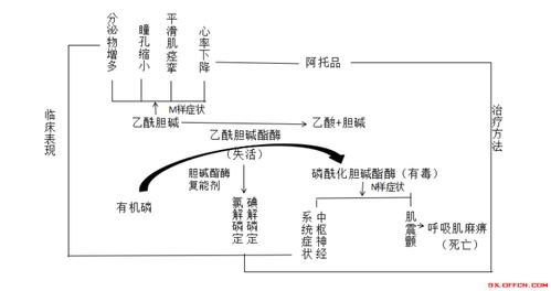 备考经验有机磷农药中毒是急危重症护理中的一项重要内容,其中毒机制