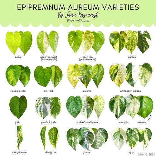 绿萝锦化二型叶黄白金葛图鉴索引盘点对照_绿萝_golden怎么样_后怎么