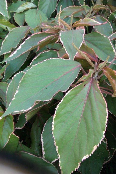 民间传的可以治疗淤青的草药,其实是金边莲,如上图!