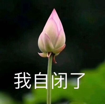 植物沙雕表情包.