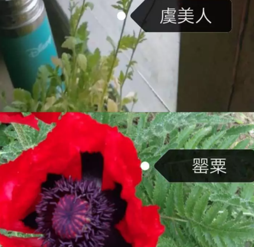 虞美人的叶子是分裂状,叶面比较窄,而罂粟花的叶子不太规则,叶边是