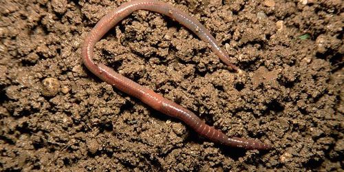 因此,不难看出,蚯蚓对于农田土壤改良及环境保护具有重要的作用及意