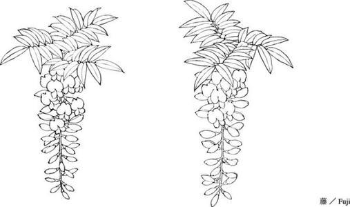 紫藤花简笔画图片